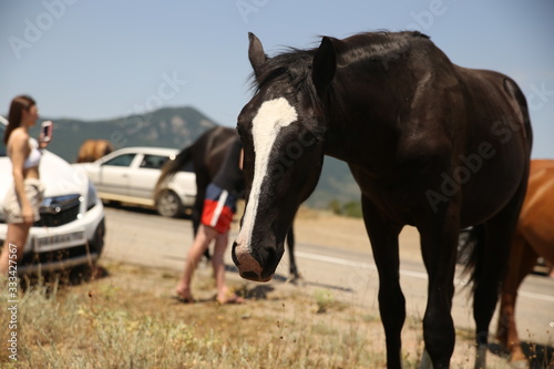 A herd of horses on the road with tourists. Crimean peninsula.