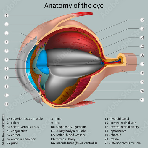 Anatomy of the eye. Vector illustration.