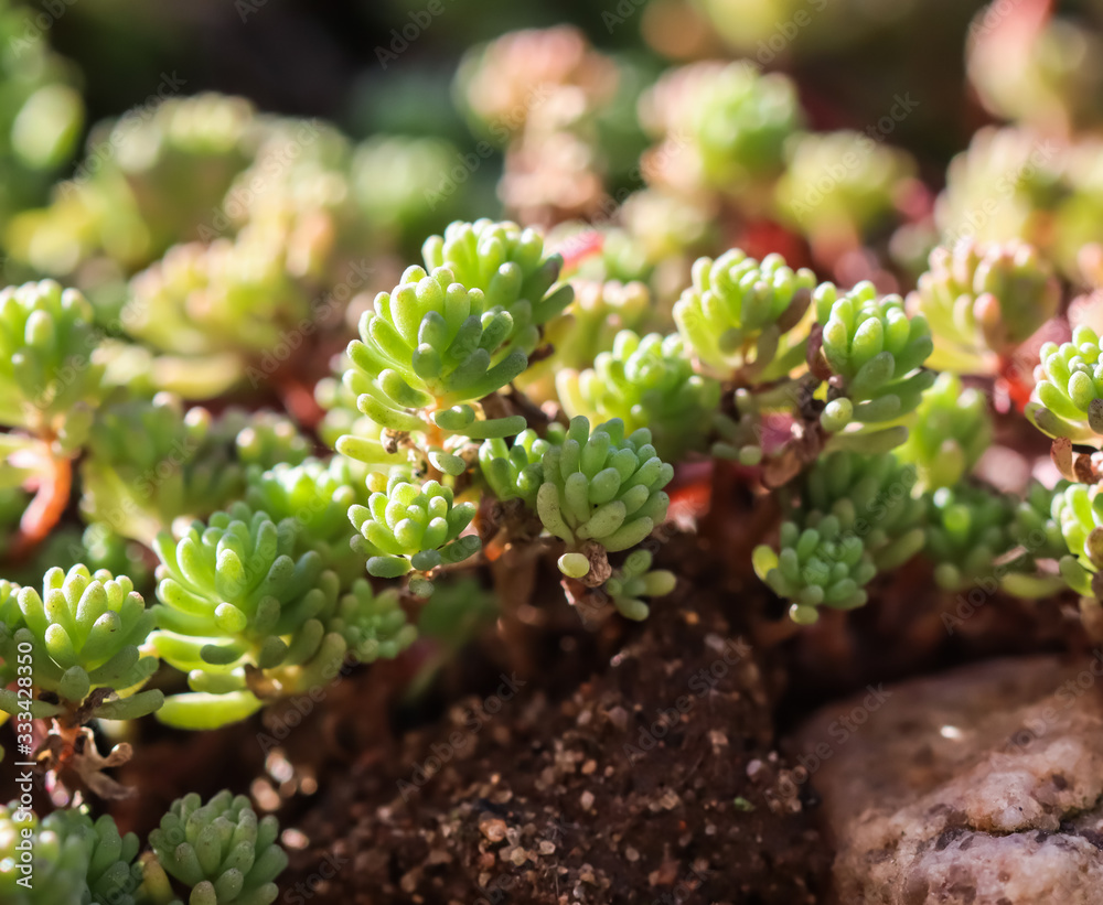 Green background with small sedum succulents in the garden. Nature backdrop Green background with small sedum succulents in the garden. Nature backdrop