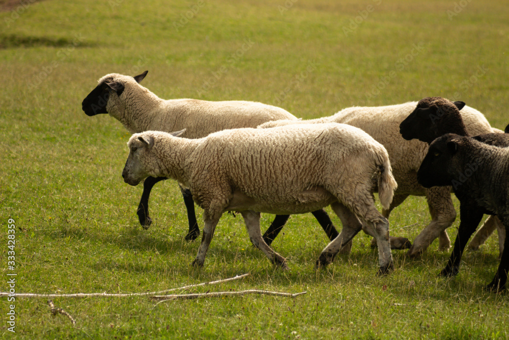 Obraz premium Sheep in the field. Animals for food and for making wool.