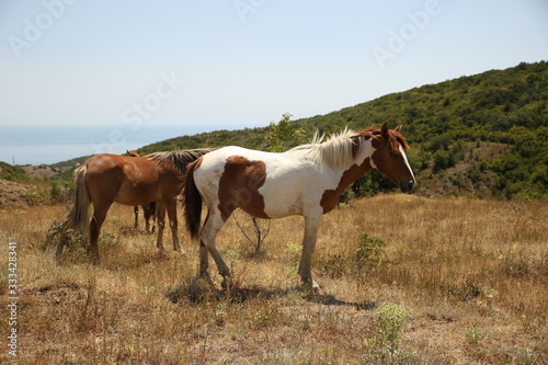 Horses take a seat on the field in summer. Herd  pinto  foal.