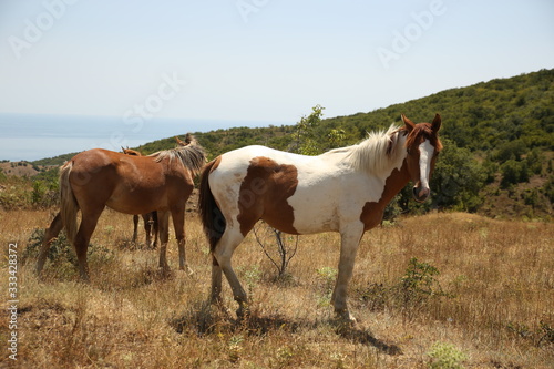 Horses take a seat on the field in summer. Herd, pinto, foal. © Надежда Манахова