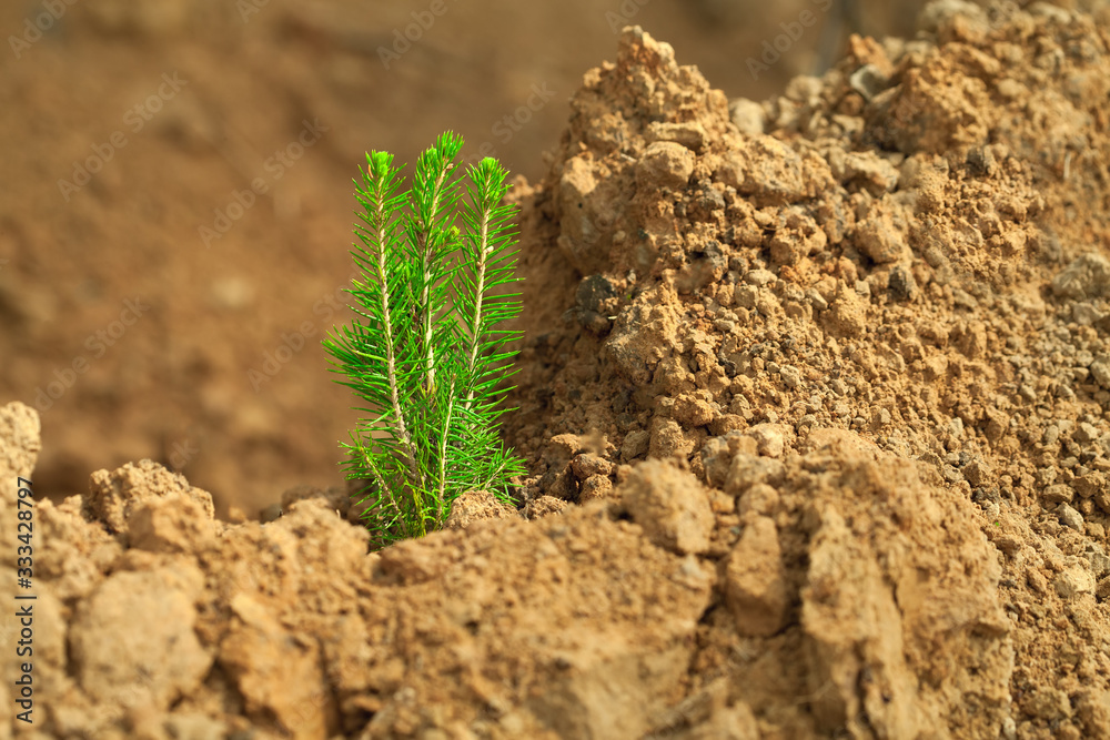 A young tree seedling grows on dry ground. Green sprout on the dry sand. Reforestation on the planet. Tree planting. Forestry and afforestation. A young tree seedling grows on dry ground. Green sprout on the dry sand. Reforestation on the planet. Tree planting. Forestry and afforestation.