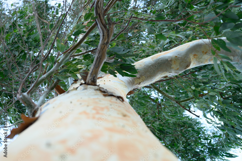 Obraz premium eucalyptus tree. branches, leaves and bark eucalyptus tree, bottom view