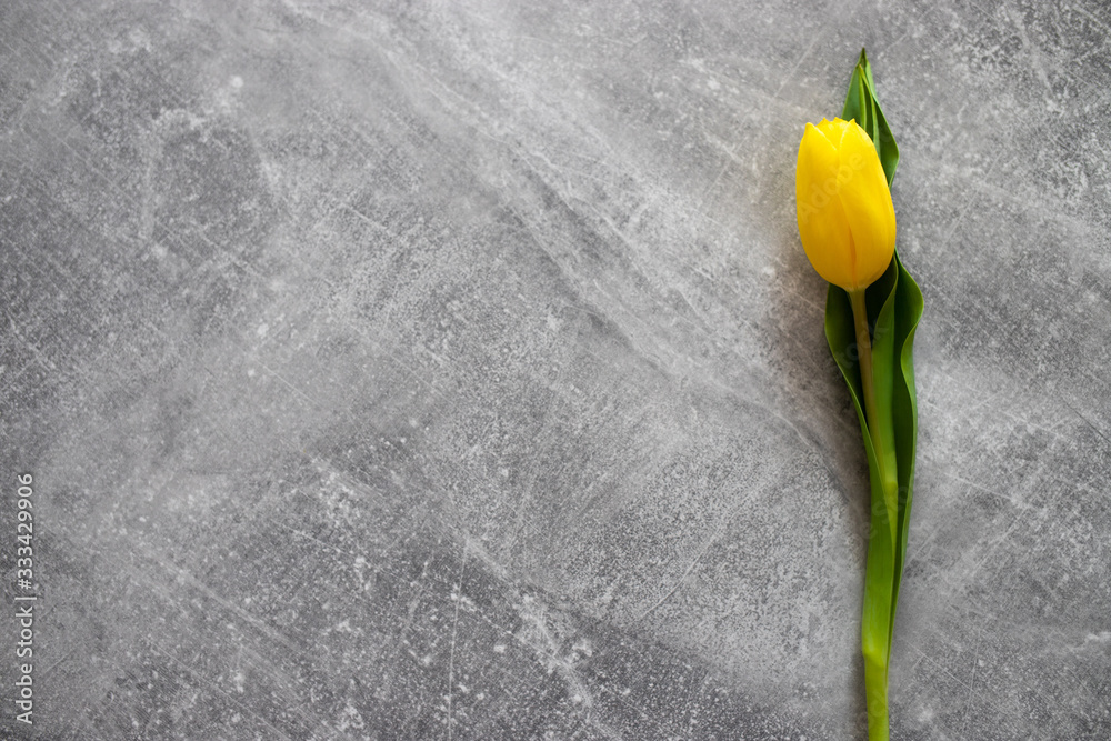 Jedne tulipan wiosenny na betonowym tle. - obrazy, fototapety, plakaty 