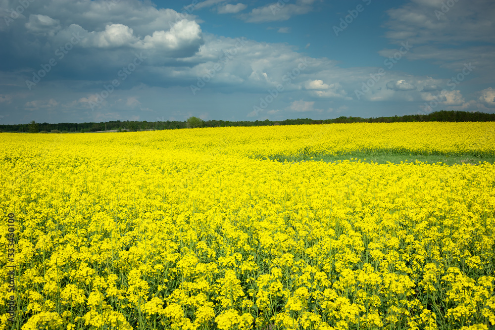 Yellow rapeseed field, horizon and rainy clouds on sky