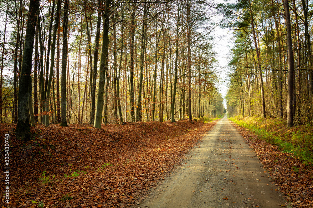 Obraz premium A straight long dirt road through the autumn forest and fallen leaves