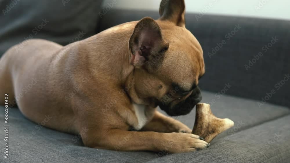 Slow motion french bulldog dog bites the bone when lying down Slow motion french bulldog dog bites the bone when lying down