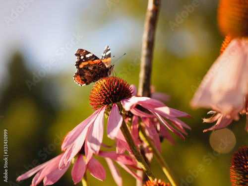 Red admiral butterfly, Vanessa atalanta, drinking nectar on Echinacea purpurea flower, closeup with selective focus and copy space