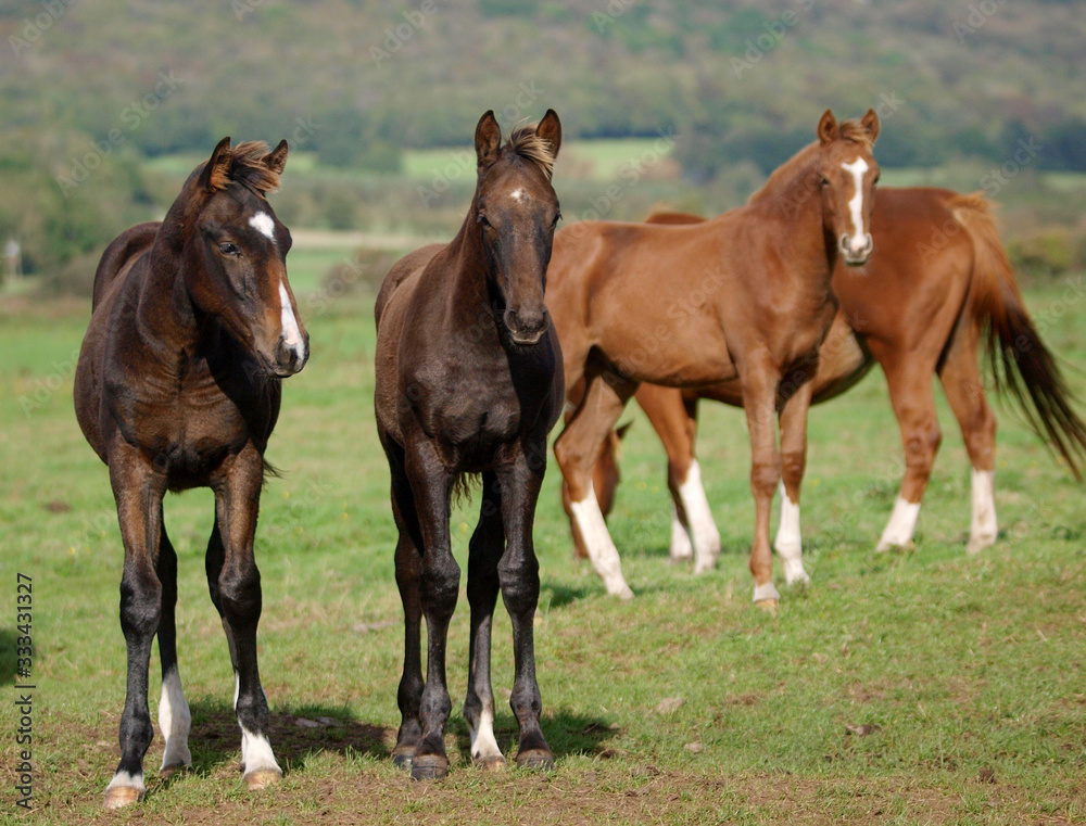 Mares and Foals