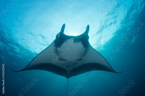 Oceanic Manta Ray (Manta birostris) © Richard Carey