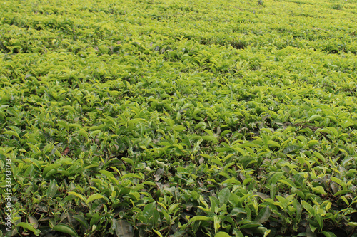 Tea leaves in Tea Plantation Munnar