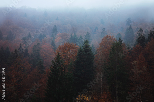 Autumn foggy landscape in the forest in the mountains.