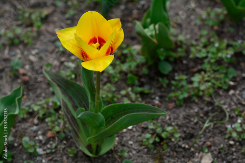 Yellow-red tulip in spring isolated closeup