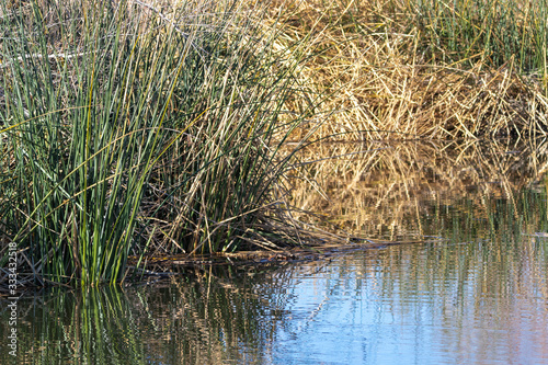 Reflections in pond of reeds in wetland preserve