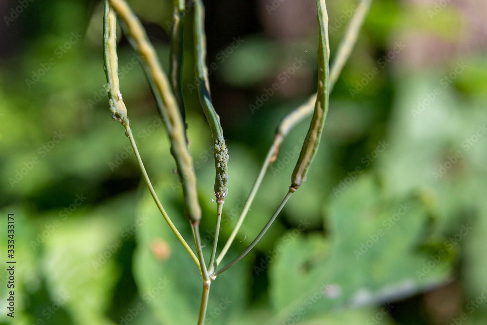 aphids on plants close up in nature aphids on plants close up in nature