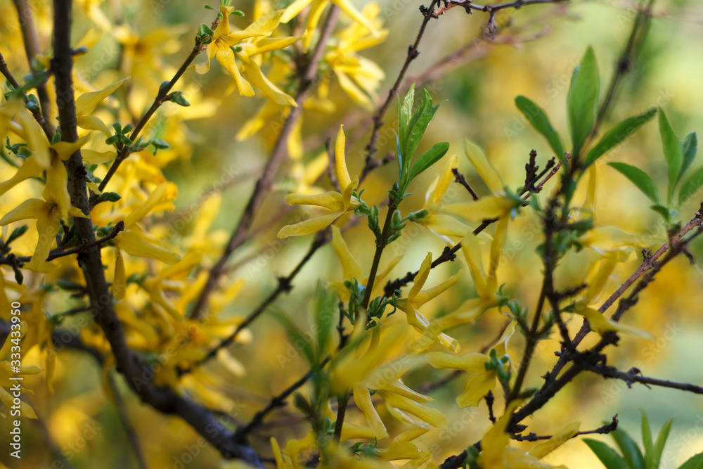 Blossoming yellow honey tree Blossoming yellow honey tree