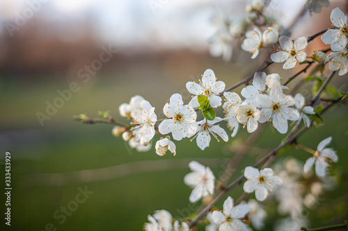 Wiosenny rozkwit drzew, czas Wielkanocny. Piękna natura i rozkwit. Wiosenne kwiaty o zachodzie słońca