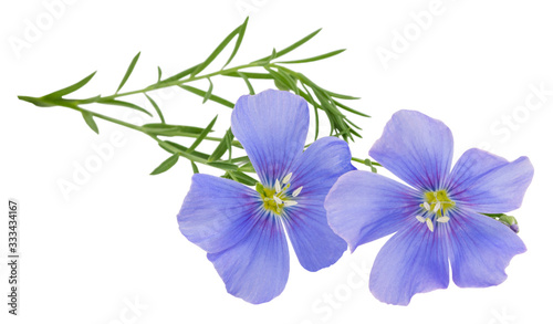 Flax blue flowers isolated on white background © Oleksandr