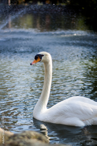 Beautiful white swan on a lake