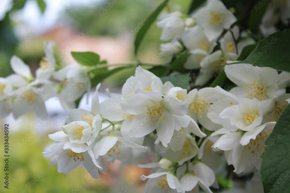 Blooming Jasmin