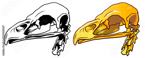 Hand Drawn Monochrome line and colour Illustration of bird skull isolated on white background, paleontology symbol. Sticker for Halloween