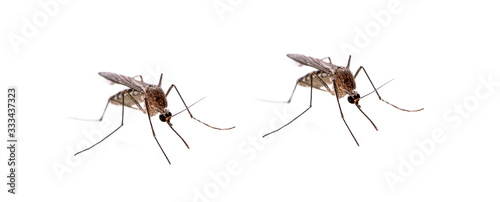 Mosquito isolated on white background © sucharat
