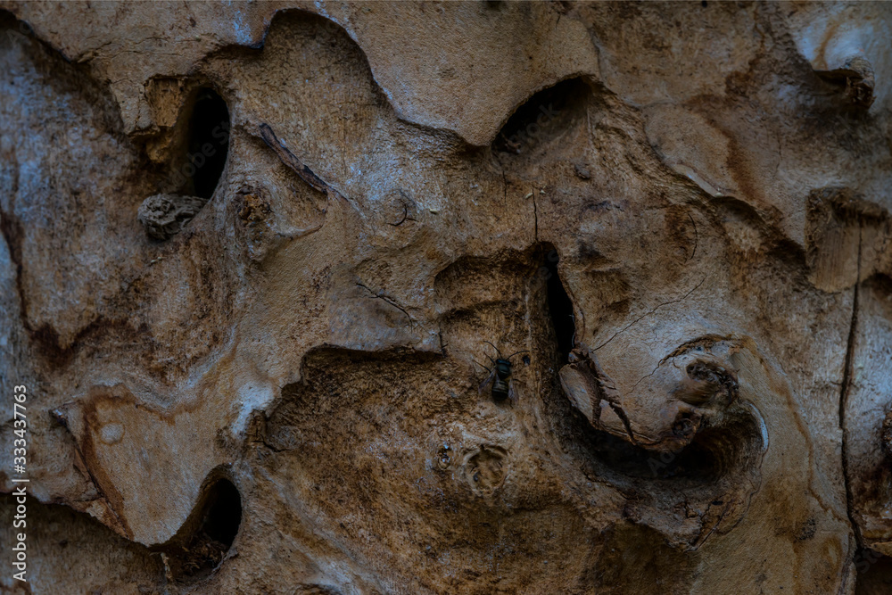 Obraz premium A fragment of the trunk of a very old tree. Grunge texture. Abstract wooden background. The rough texture of a very old tree. Deep cracks.