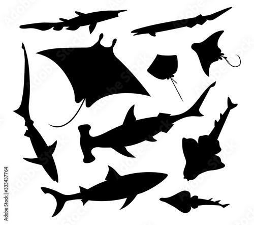 Sharks and rays. Vector black silhouette image.