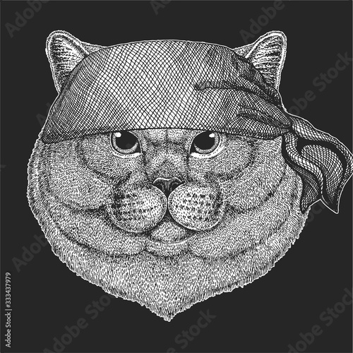 British shorthair cat. Scottish fold. Cute kitten. Bandana. Biker, pirate. Cool animal.