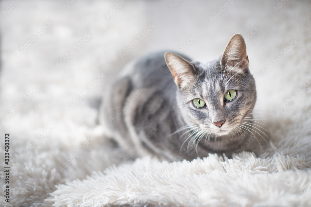 Fototapeta premium Chat