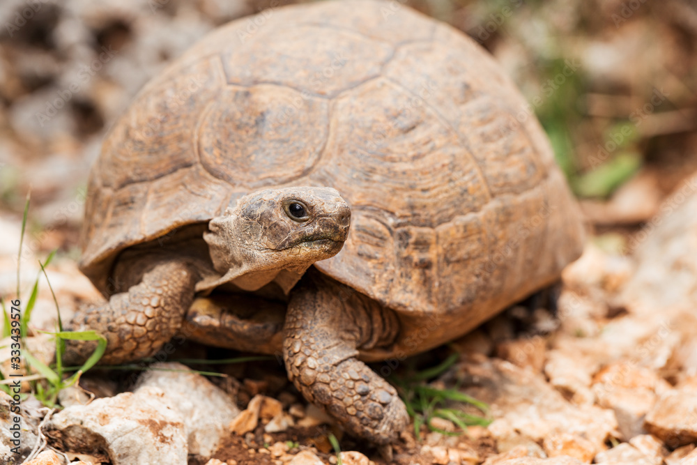 Obraz premium Turtle photo crop.