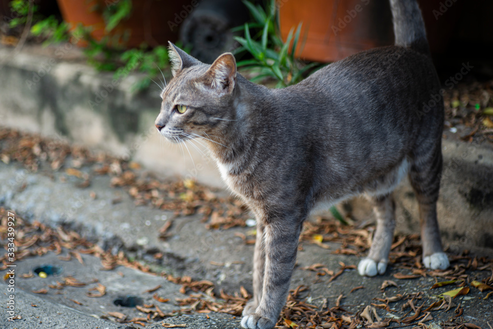 Gray cat for a walk outdoors