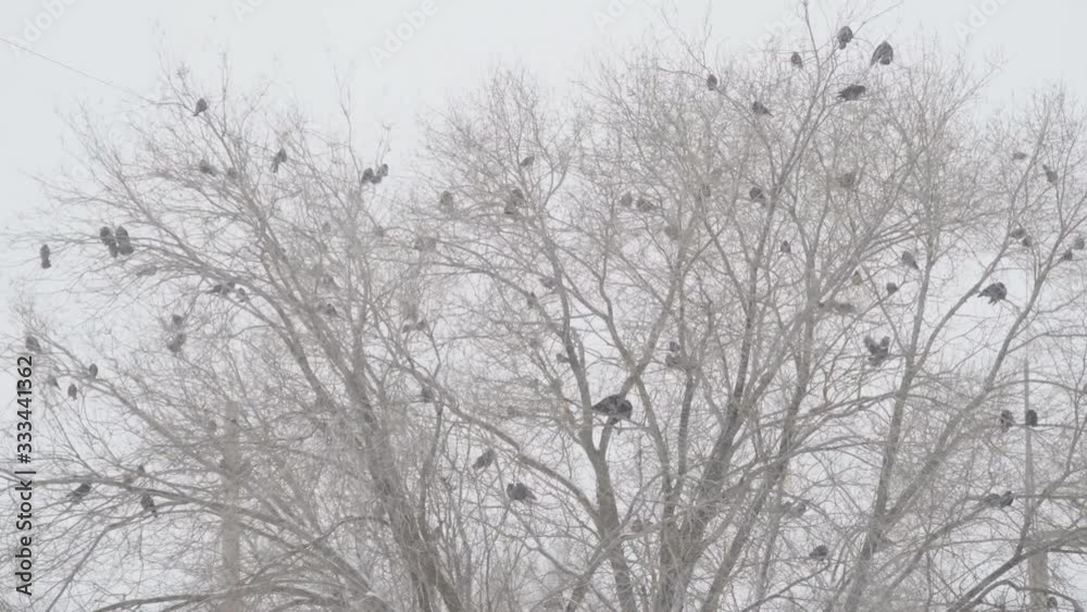 A flock of black birds on a leafless tree during a snowstorm