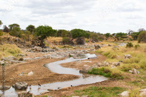 Dry river in the middle of the yellow savannah of Tarangire National Park, in Tanzania
