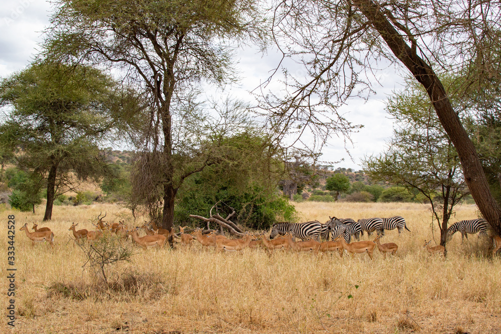 Zebras and Thompson gazelles eating pasture in the yellow savannah of Tarangire National Park, in Tanzania Zebras and Thompson gazelles eating pasture in the yellow savannah of Tarangire National Park, in Tanzania