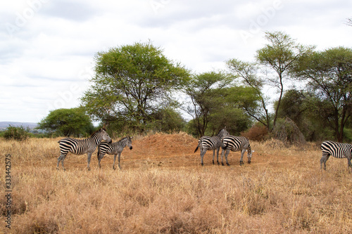 Group of zebras walking in the savannah of Tarangire National Park  in Tanzania