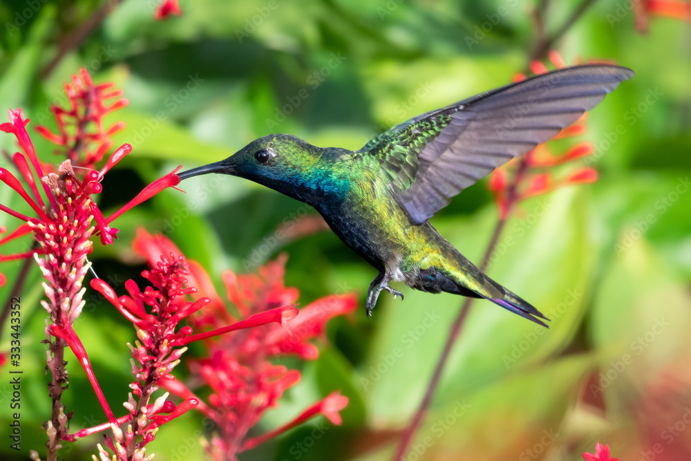 Fototapeta premium A Black-throated Mango hummingbird feeding on red tubular flowers with a lush green background in a tropical garden.