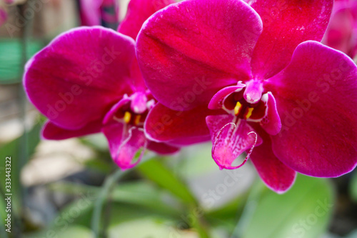 pink orchid isolated on blur background. Closeup of pink phalaenopsis orchid