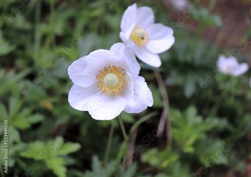 Closeup view of a beautiful white flower of an anemone sylvestris with showered yellow stamens and pollen on a blurred background.It is a perennial plant flowering in spring.