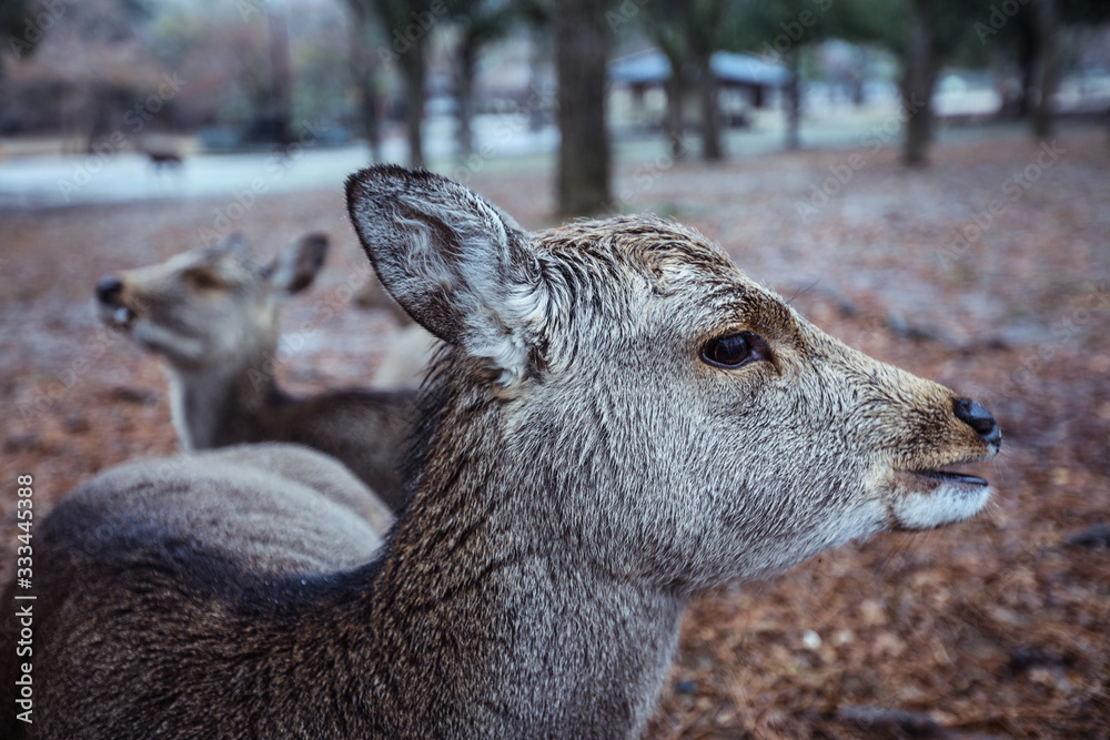 Wet Wild Deer in the Nara Park, Japan Wet Wild Deer in the Nara Park, Japan