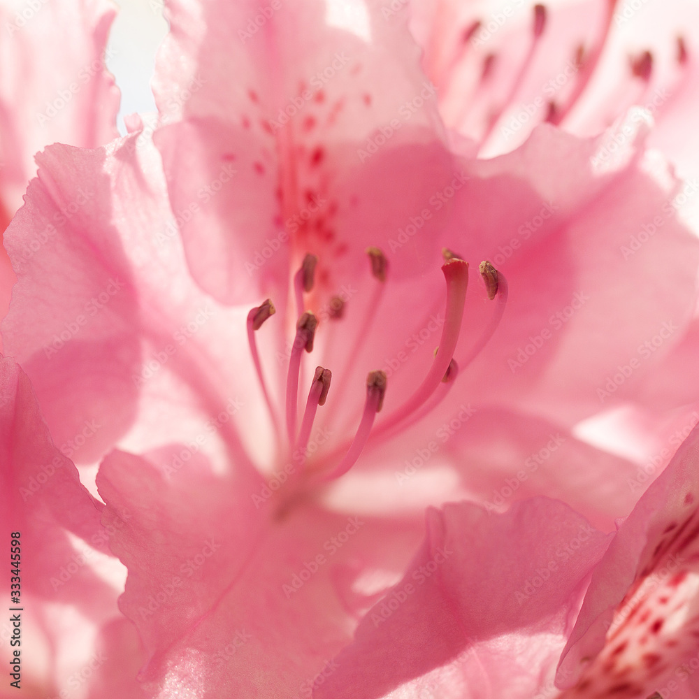 bright and delicate pink rhododendron flower bright and delicate pink rhododendron flower