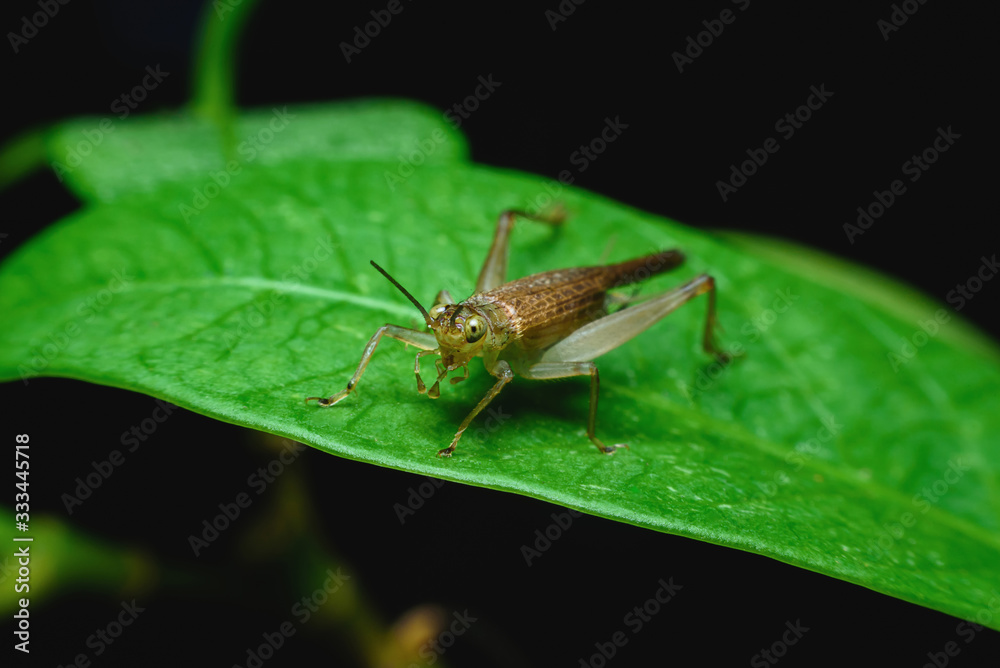 The small green grasshopper is looking for food on the back of the leaf in the garden.