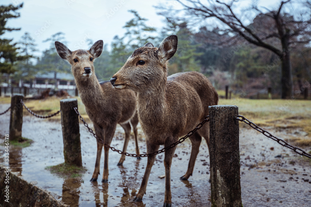 Many Wet Wild Deers in the Nara Park, Japan Many Wet Wild Deers in the Nara Park, Japan