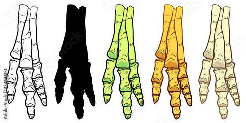 Hand Drawn Cartoon line Illustration of Dinosaur foot or hand isolated on white background, paleontology symbol. Archeology Sticker