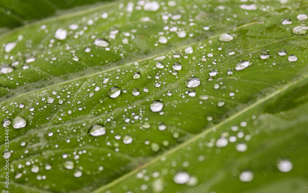 Water droplets on leaf