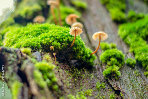 mushrooms coming out of the moss photo