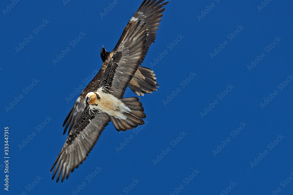 Fototapeta premium Two bearded vultures in the sly