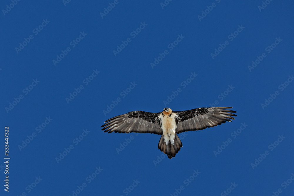 A bearded vulture in the sly