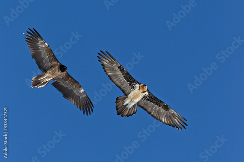 Two bearded vultures in the sly